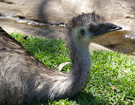 emu01