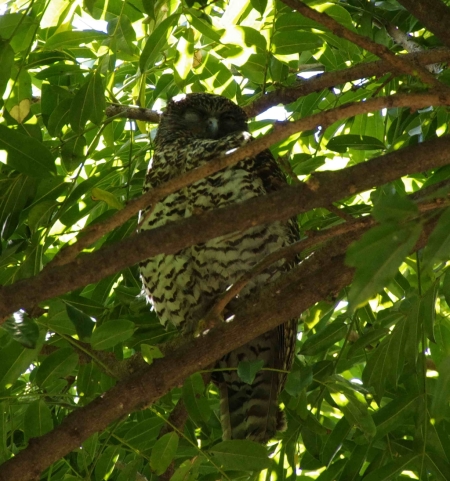 Powerful Owl (Ninox strenua) with one eye open